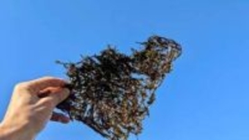 「のと半島は、のり半島！」能登で出会った、おばあちゃん手作りの海苔に感激…「第二の青春」と笑ったお顔が忘れられない