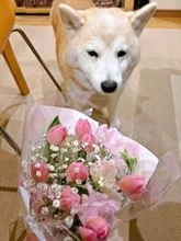 柴犬さん、花束のリボンでおめかし写真パシャリ☆「飼い主がお花をもらって来ると、こうなる」　“4コマ漫画”みたいな表情が話題に