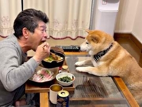 圧がすごい…晩酌中のパパを真正面からガン見する柴犬　二足立ちで無言アピールする姿に「食べたいよね」「だいぶ前のめりですね」