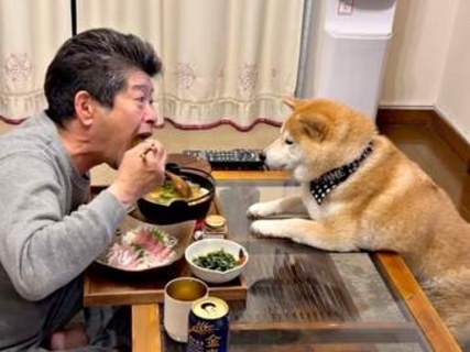 圧がすごい…晩酌中のパパを真正面からガン見する柴犬　二足立ちで無言アピールする姿に「食べたいよね」「だいぶ前のめりですね」