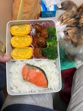 「明日からお弁当」高校の入学式後、息子からまさかの一言　大慌てでミートボールと卵焼きを詰め込んで…　「美味しそう！」「うちも今日から」