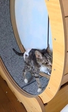 「よく生ききったね」オムツおじい猫のピーちゃんが空へ　最期まで回転ドラムを回して…「あっぱれ」「幸せな大往生でしたね」