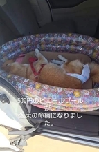 「もう最後かもしれない」愛犬がてんかん発作で緊急入院　退院後も自力で立てず通院困難→心を痛める飼い主が500円の商品を試すと、表情が穏やかに