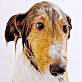 「「マッチ棒くらい細いやん」丸洗いされた犬の絶望フェイスに1.8万いいね　激変した姿に「半分に」「溶けてる」「別人ならぬ別犬」」の画像1