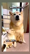 同居の柴犬が大好きな猫さん……ピトッとくっついて離れない「バックハグ」「なぜか涙が出た」