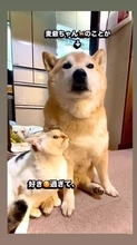 同居の柴犬が大好きな猫さん……ピトッとくっついて離れない「バックハグ」「なぜか涙が出た」