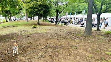 「人混みを避ける陰気な犬」ドッグフェスでぼっち柴犬が向かった先は　にっこり笑顔の“避難場所”に「柴距離ですね」「密を避けている」