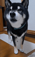柴犬「なぜ、お前だけ帰ってきた？」飼い主に詰めより、文句タラタラの姿に「ずっと聞いていられる」