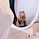 「ルームランナーを買って運動していたら→猫がやってきて……応援してくれてる！？　　「心強い」「尻尾がルンルン！！！」」の画像1