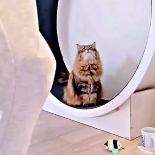 ルームランナーを買って運動していたら→猫がやってきて……応援してくれてる！？　　「心強い」「尻尾がルンルン！！！」