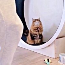 ルームランナーを買って運動していたら→猫がやってきて……応援してくれてる！？　　「心強い」「尻尾がルンルン！！！」