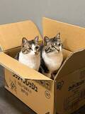 「仲良くダンボール箱の中に入る兄妹猫→次の瞬間「シンクロ」ジャンプに驚き！「息ぴったりで可愛すぎる」」の画像1