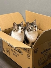 仲良くダンボール箱の中に入る兄妹猫→次の瞬間「シンクロ」ジャンプに驚き！「息ぴったりで可愛すぎる」