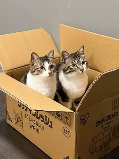 仲良くダンボール箱の中に入る兄妹猫→次の瞬間「シンクロ」ジャンプに驚き！「息ぴったりで可愛すぎる」