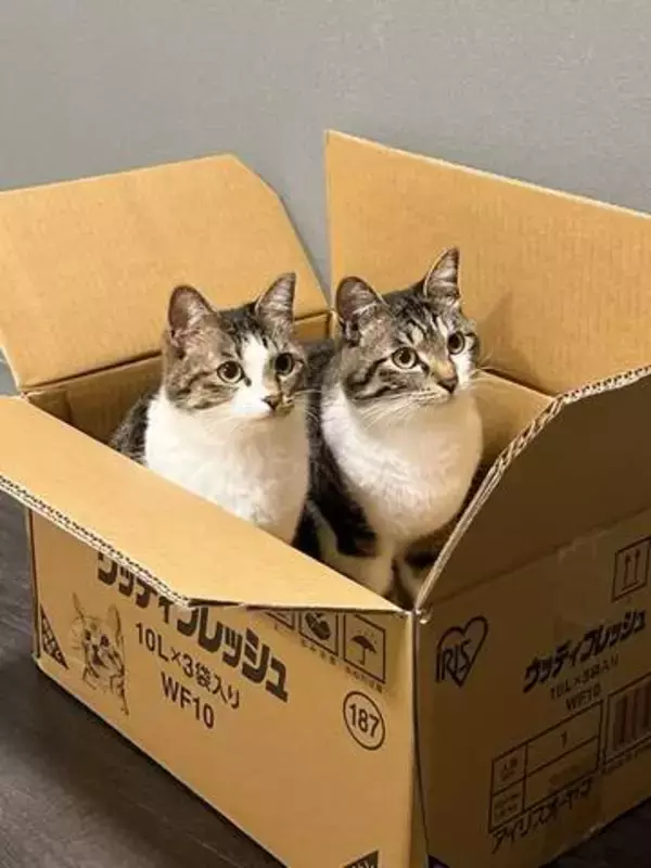 仲良くダンボール箱の中に入る兄妹猫→次の瞬間「シンクロ」ジャンプに驚き！「息ぴったりで可愛すぎる」