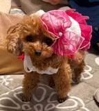 「まるで「サザエさんの家」　爆走スイッチが入った愛犬、ハウスごとゴロン！「家が吹っ飛んだ！」「想像と違う移動で爆笑」」の画像1