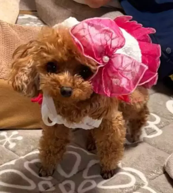 まるで「サザエさんの家」　爆走スイッチが入った愛犬、ハウスごとゴロン！「家が吹っ飛んだ！」「想像と違う移動で爆笑」