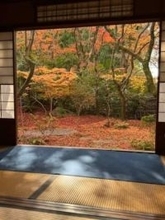 「一旦庭掃除やめました」緋色の落ち葉に覆われた京の寺の境内、静寂の美「これぞ錦繍の秋」「いつまでも変わらないで」