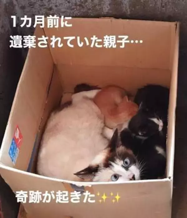 子猫の遺棄現場に駆けつけたら、1匹だけいなくなっていて…もうダメかと思ったら→1カ月後に母猫と現れた姿に「涙が止まらない」「子育てしてたんだね」
