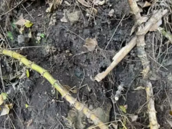 裏山から「震えるレベル」の発掘品！…100年前の “奇跡の完品”に「すっごい興奮する」「大変貴重な品」