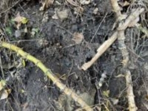 裏山から「震えるレベル」の発掘品！…100年前の “奇跡の完品”に「すっごい興奮する」「大変貴重な品」