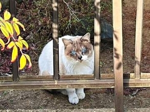 庭に現れたケガ猫を決死の保護→3年後、毛色が“こんがり”に激変　別猫級の姿に驚き