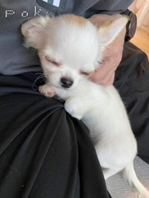 先代の愛犬を亡くして失意のどん底に　新しく迎えた子犬の名前「千歳」に込めた切なる願いに反響　「由来に涙出た」「痛いほど分かる」