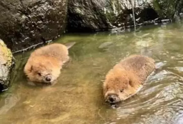 双子の赤ちゃんビーバーが「ぷかぷかタイム」で水慣れ特訓　ただ浮いているだけでメロメロ　「たわしにそっくり」
