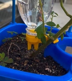 「このやり方で合ってるん？」小学校から持ち帰った鉢植えを見て母驚き　ペットボトルはじょうろだと思ってた…息子が教えてくれた斬新な水やりとは