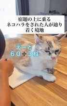 宿題を広げると必ず「ドスッ」→問題が見えない！　ノートを覆い隠す猫にも動じない8歳息子…お腹の下から探して「おー！」4万いいね