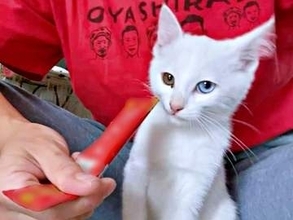 「うまいッ」おやつを食べる子猫が思わずヒトの言葉を？　 奇跡の鳴き声に反響続々「なになに？ なんなん？」「うまーいって言った」