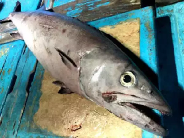 美味だが、食べると尻から油が漏れる！？…そんな禁断の魚とは？実食レポート漫画が話題に