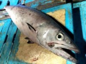 美味だが、食べると尻から油が漏れる！？…そんな禁断の魚とは？実食レポート漫画が話題に