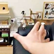 「何がいけないんだ！？」飼い主をめがけて飛んできた文鳥、まさかの行動に… 「ああ～」「素晴らしいテクニック」2万人が爆笑