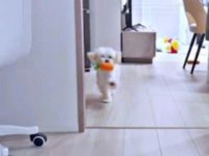 生後６カ月の犬さん、走っているつもりなのに…　よちよち向かってくる姿に「ぬいぐるみが歩いている！」「ディズニーじゃん」