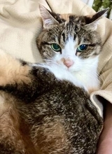 ゴミ捨て場の子猫を迎えて20年　病気と付き合いながら生きるご長寿猫のリアル