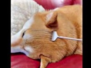 柴犬の頭に「枯山水」流紋が！？　美しすぎる“紋様”に「発想が天才」「わびさびですね〜」