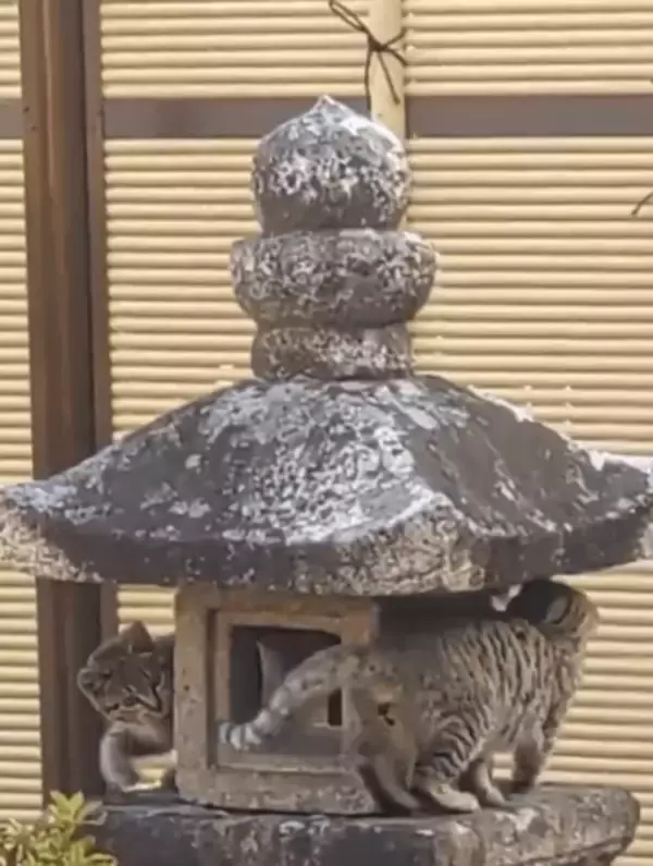 2匹の子猫がぐるぐるぐるぐる〜　お寺の「しっぽ追いかけっこ」にほっこり　「いつまでも見ていられる」「バターになるからやめとき！」