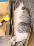「「本当にそれで寝れてる？」ぴっちりと箱におさまった猫さん「おてての収納が完璧すぎる」「幸せそうな顔ずるい」」の画像1