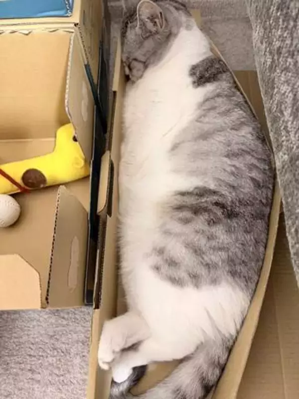 「本当にそれで寝れてる？」ぴっちりと箱におさまった猫さん「おてての収納が完璧すぎる」「幸せそうな顔ずるい」