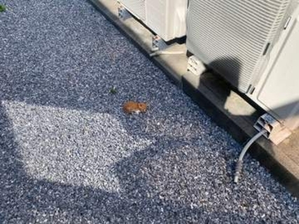 「うちでは無理です」炎天下で拾った180gの子猫　飼う気ゼロだった男性が2日後には…　「猫の神様」の思惑どおり？の展開に