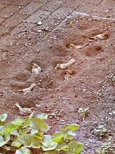 花を植える予定だった花壇で8羽のスズメが露天風呂！？ 砂浴びする光景に8.4万いいね「かわいすぎる」「スズメ界隈では穴場スポット？」