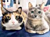 「「顔の大きさが違いすぎる！」ぴったり寄り添いこちらを見る猫2匹…嘘みたいな写真が衝撃「猫界のモデル」」の画像1