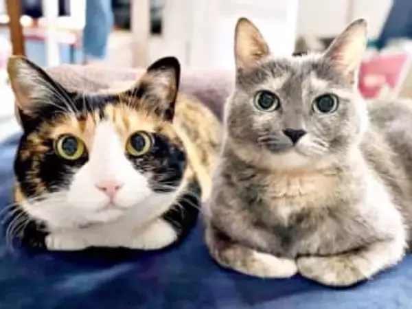 「顔の大きさが違いすぎる！」ぴったり寄り添いこちらを見る猫2匹…嘘みたいな写真が衝撃「猫界のモデル」