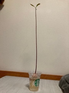 「アボカドをオシャレな観葉植物に♪」→「なんか思ってたのと違う」「ドカベンのイワキが咥えてたのはコレだったかぁ」