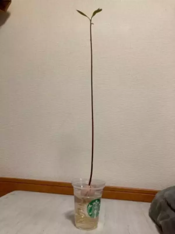 「アボカドをオシャレな観葉植物に♪」→「なんか思ってたのと違う」「ドカベンのイワキが咥えてたのはコレだったかぁ」