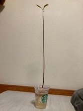 「アボカドをオシャレな観葉植物に♪」→「なんか思ってたのと違う」「ドカベンのイワキが咥えてたのはコレだったかぁ」