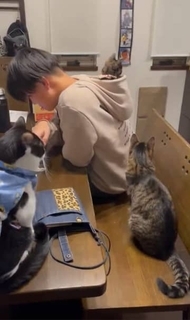 「パーカーのフードにすっぽりおさまる子猫」をうらやましく見る猫たち「平和すぎる光景で癒されました」