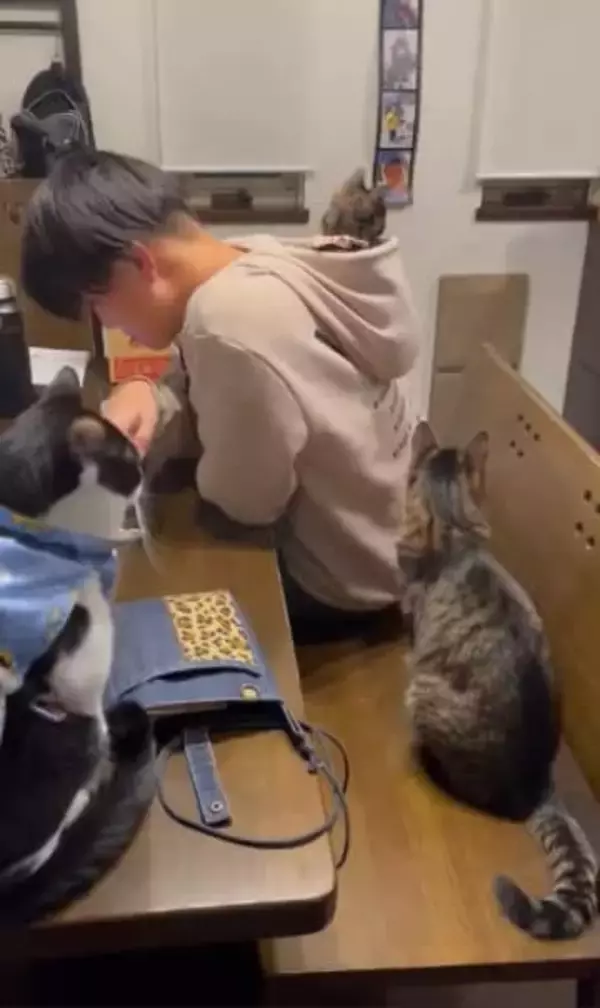 「パーカーのフードにすっぽりおさまる子猫」をうらやましく見る猫たち「平和すぎる光景で癒されました」