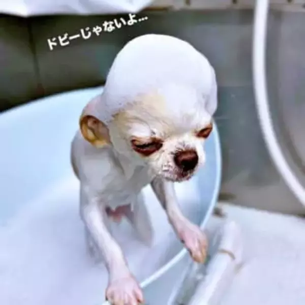 「ドビーじゃないよ」シャンプー中のチワワがハリーポッターの妖精に　はかなげな姿に3.5万いいね「笑った！！」「かわいいっっっ！」